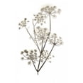 thumbnail image 1 of Garden Bloom - 12 Poster Print by Alan Blaustein (24 x 36), 1 of 2