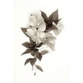 thumbnail image 1 of Garden Bloom - 4 Poster Print by Alan Blaustein (12 x 18), 1 of 2