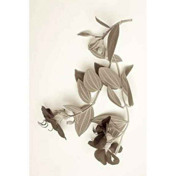 Garden Bloom - 5 Poster Print by Alan Blaustein (12 x 18)