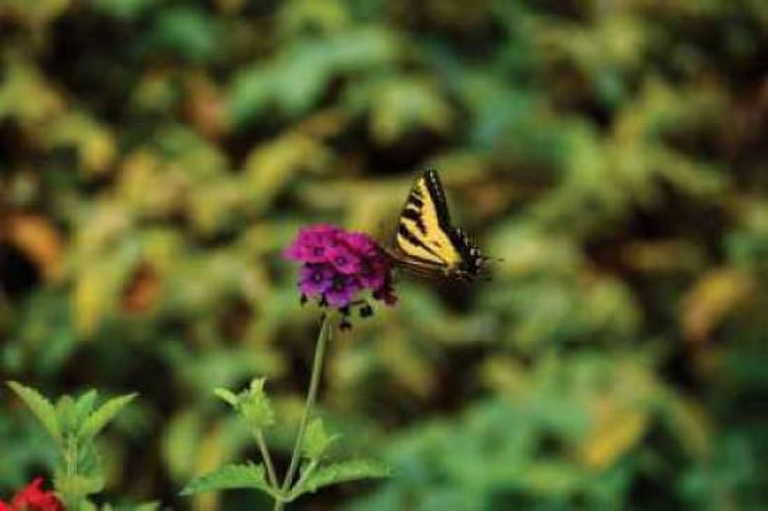 Garden Butterfly I Canvas Art - Philip Clayton-Thompson (12 x 18)