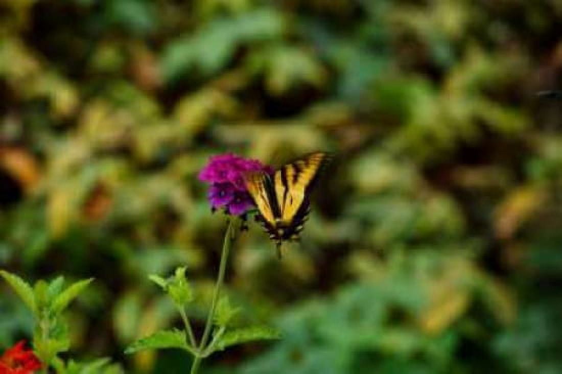 Garden Butterfly II Canvas Art - Philip Clayton-Thompson (12 x 18)