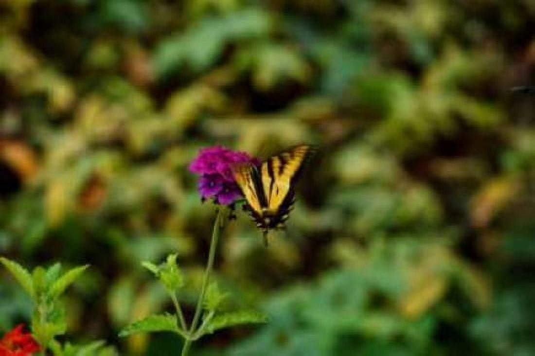 Garden Butterfly II Canvas Art - Philip Clayton-Thompson (24 x 36)