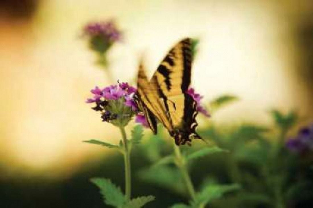Garden Butterfly III Canvas Art - Philip Clayton-Thompson (24 x 36)