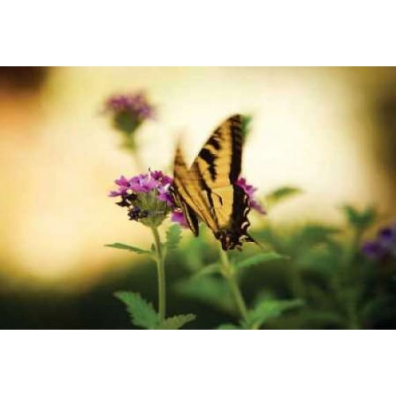 Garden Butterfly III Poster Print by Philip Clayton-Thompson (24 x 36)