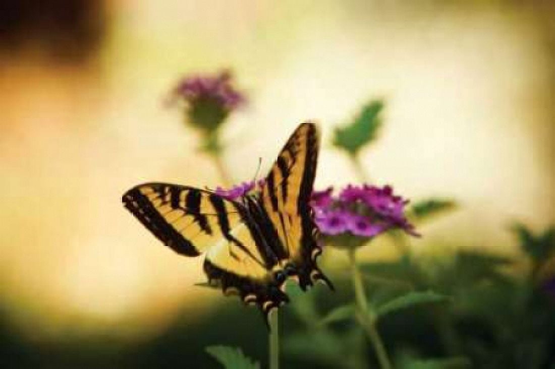 Garden Butterfly IV Canvas Art - Philip Clayton-Thompson (24 x 36)