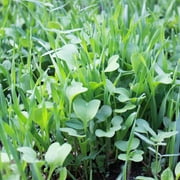 Garden Cover Crop Mix Seeds - 5 Lbs - Blend of All Purpose Gardening Cover Crop Seeds Hairy Vetch, Daikon Radish, Forage Collards, Triticale, More