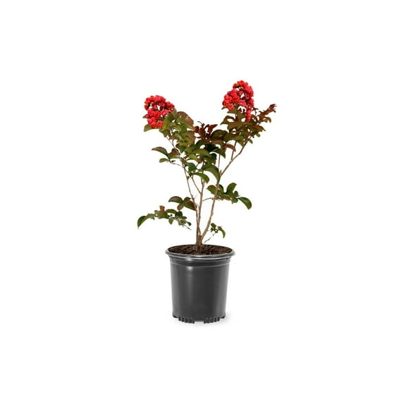 Garden Debut 2-3 ft. Tall Scarlet Beauty Crape Myrtle Live Tree in 3- Gallon Grower Pot