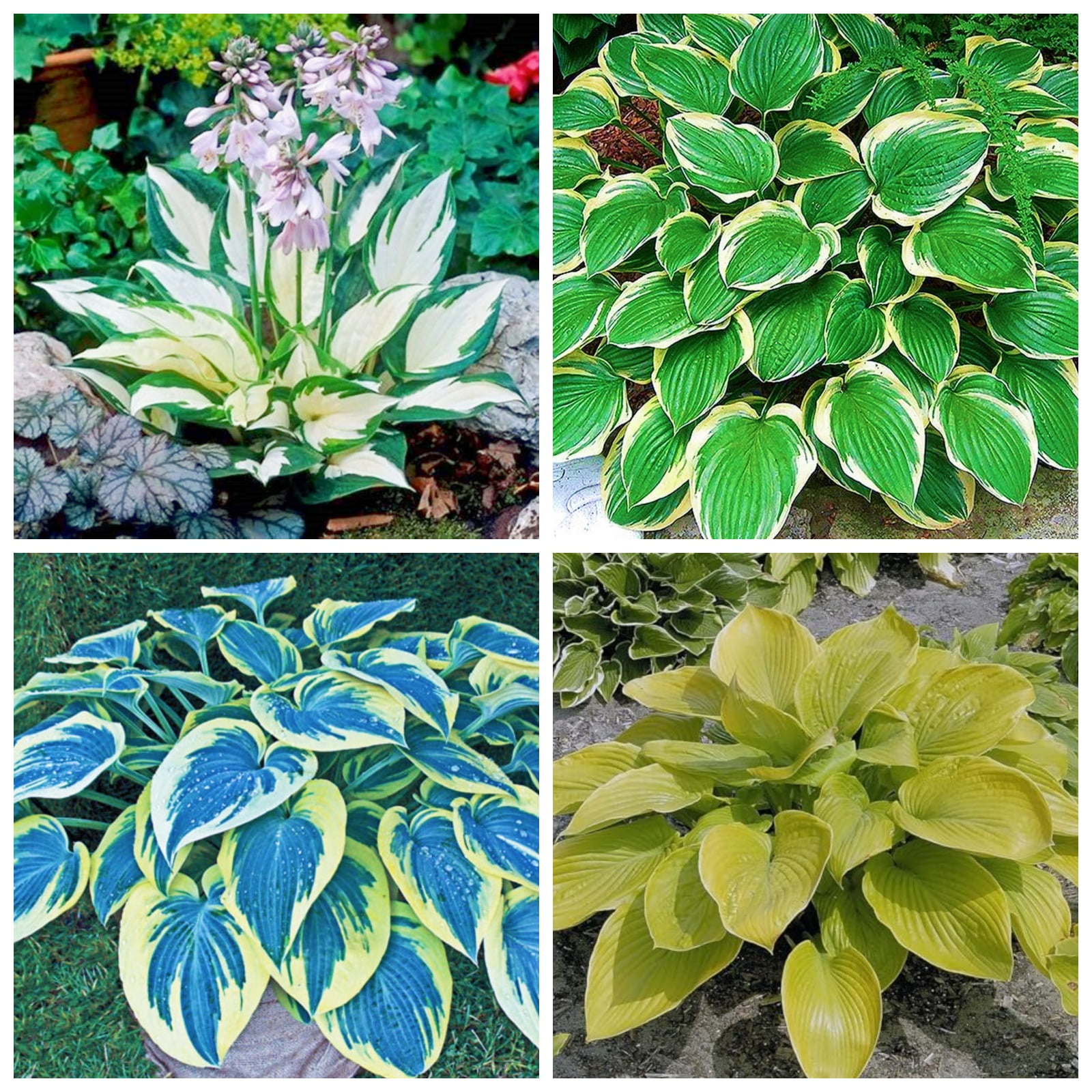 Hosta MIX - Mayorista de plantas