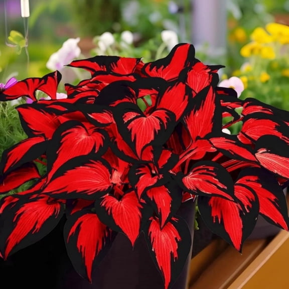 Garden Decoration Midnight Blue Hostas for Planting-(Non-Artificial)-Easy to Grow & Fast C Sprouting-