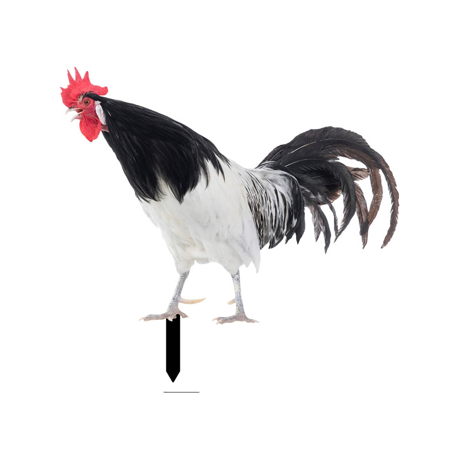 Garden Decoration Plug In Rooster Hen Courtyard Plug In Yard Art Garden Garden Outdoor