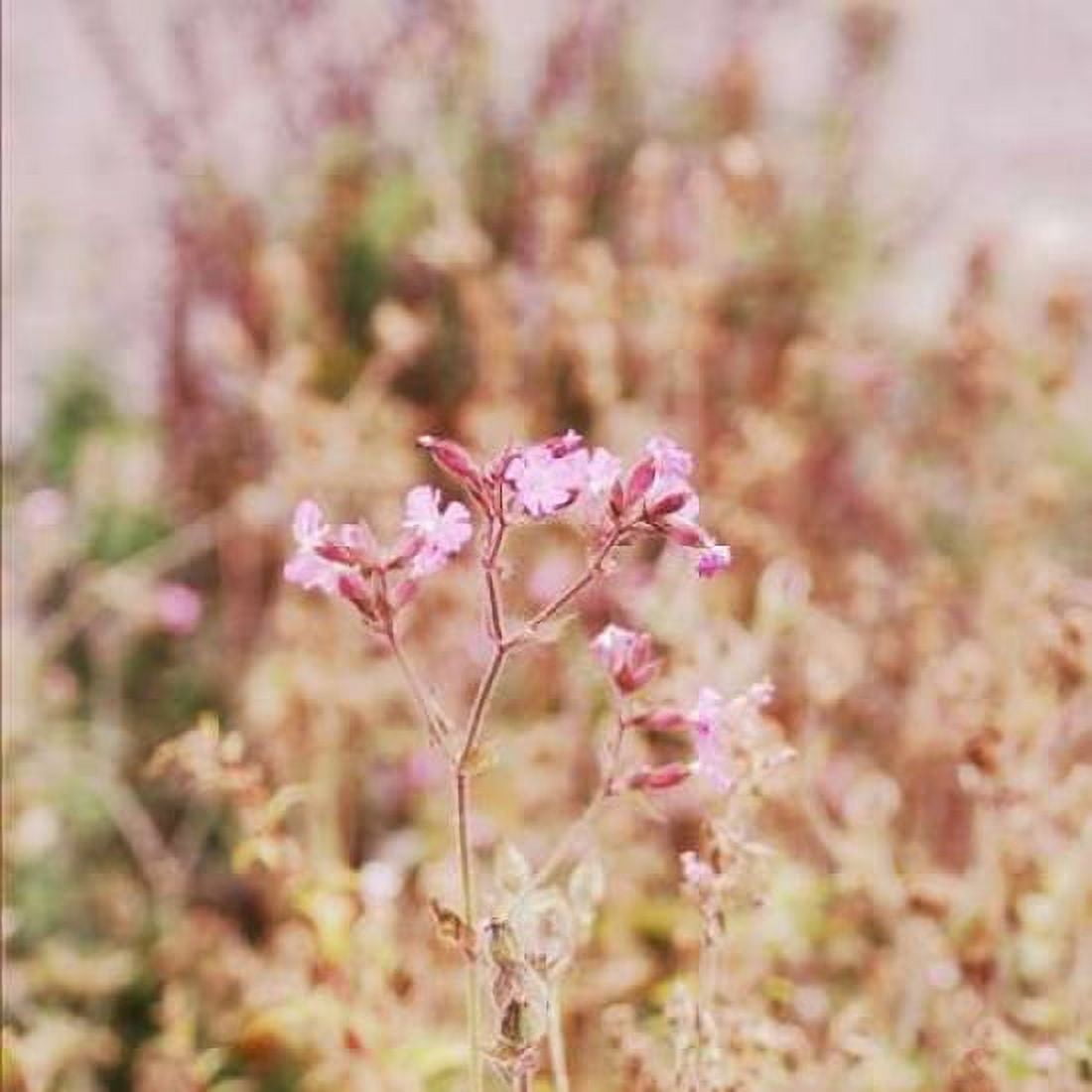 Garden Dreams 2 Canvas Art - Linda Hoey (24 x 24)
