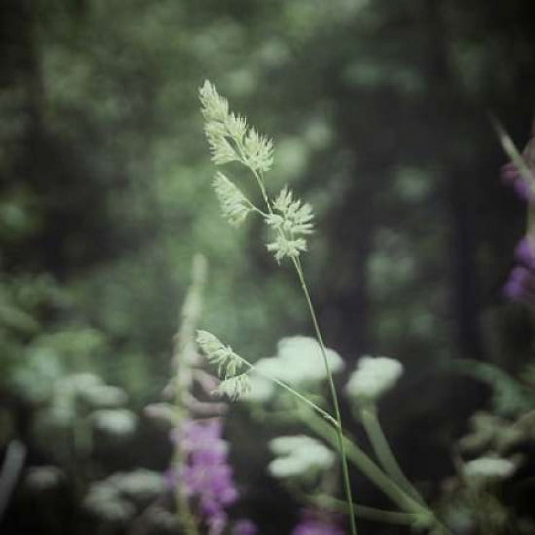 Garden Dreams 4 Canvas Art - Linda Hoey (24 x 24)