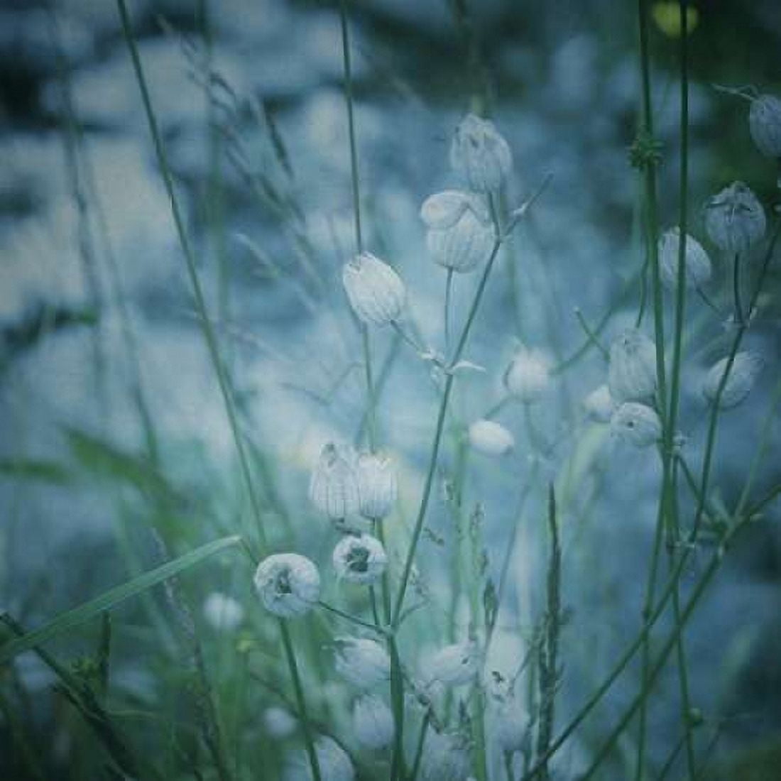 Garden Dreams 5 Canvas Art - Linda Hoey (24 x 24)