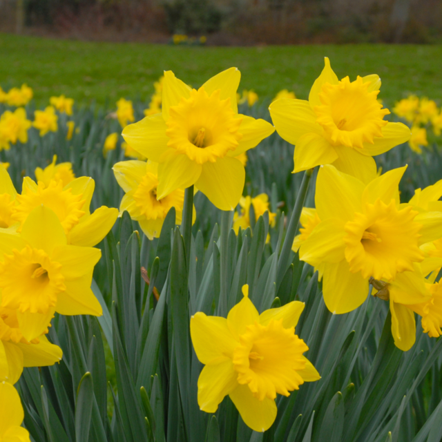 Garden Elements Live Flower Bulbs, Dutch Master Daffodil, Yellow (50