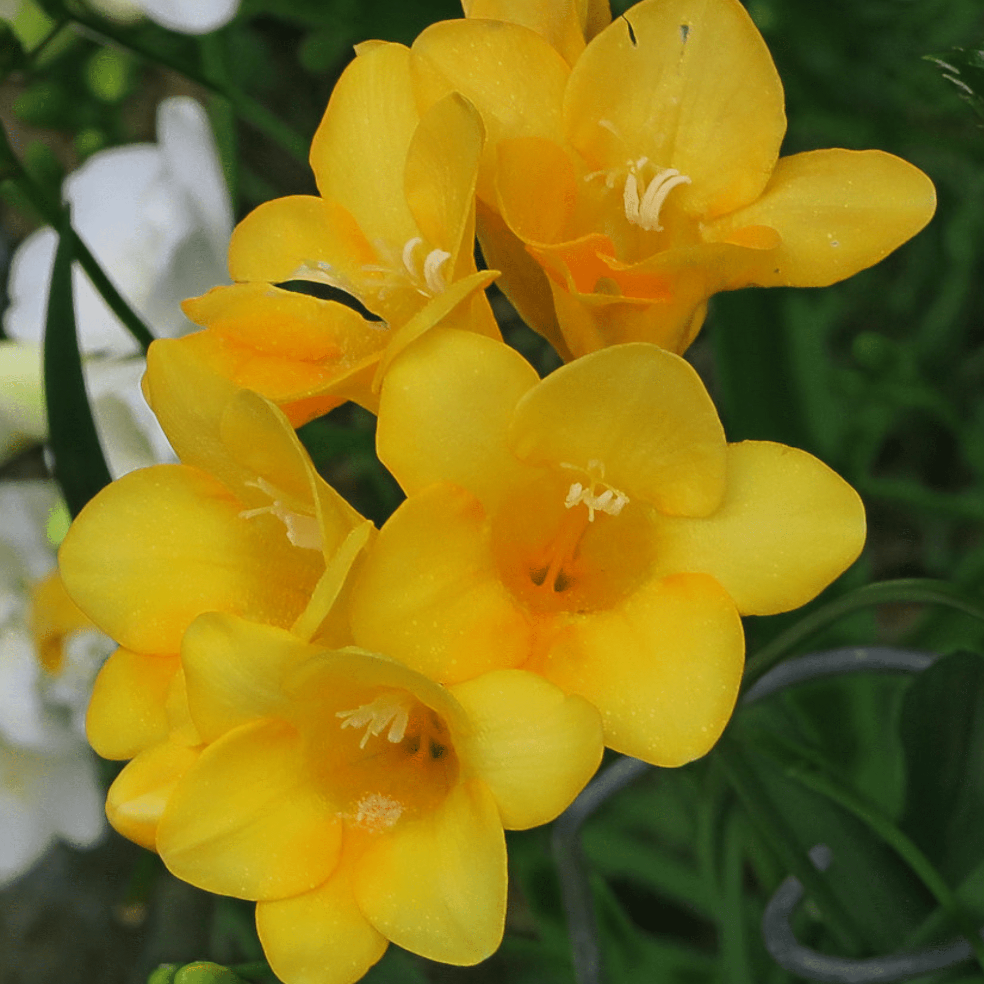 Garden Elements Live Flower Bulbs, Freesia, Yellow (35 Pack) - Walmart.com