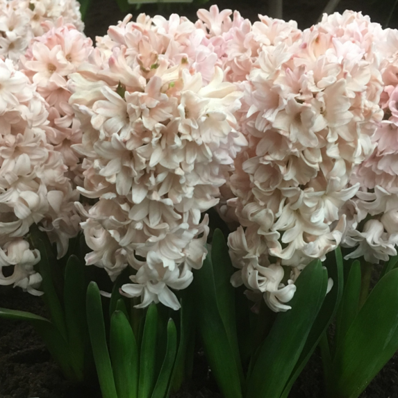 Garden Elements Live Flower Bulbs, Hyacinth Apricot Passion, Light Pink (5 Pack)