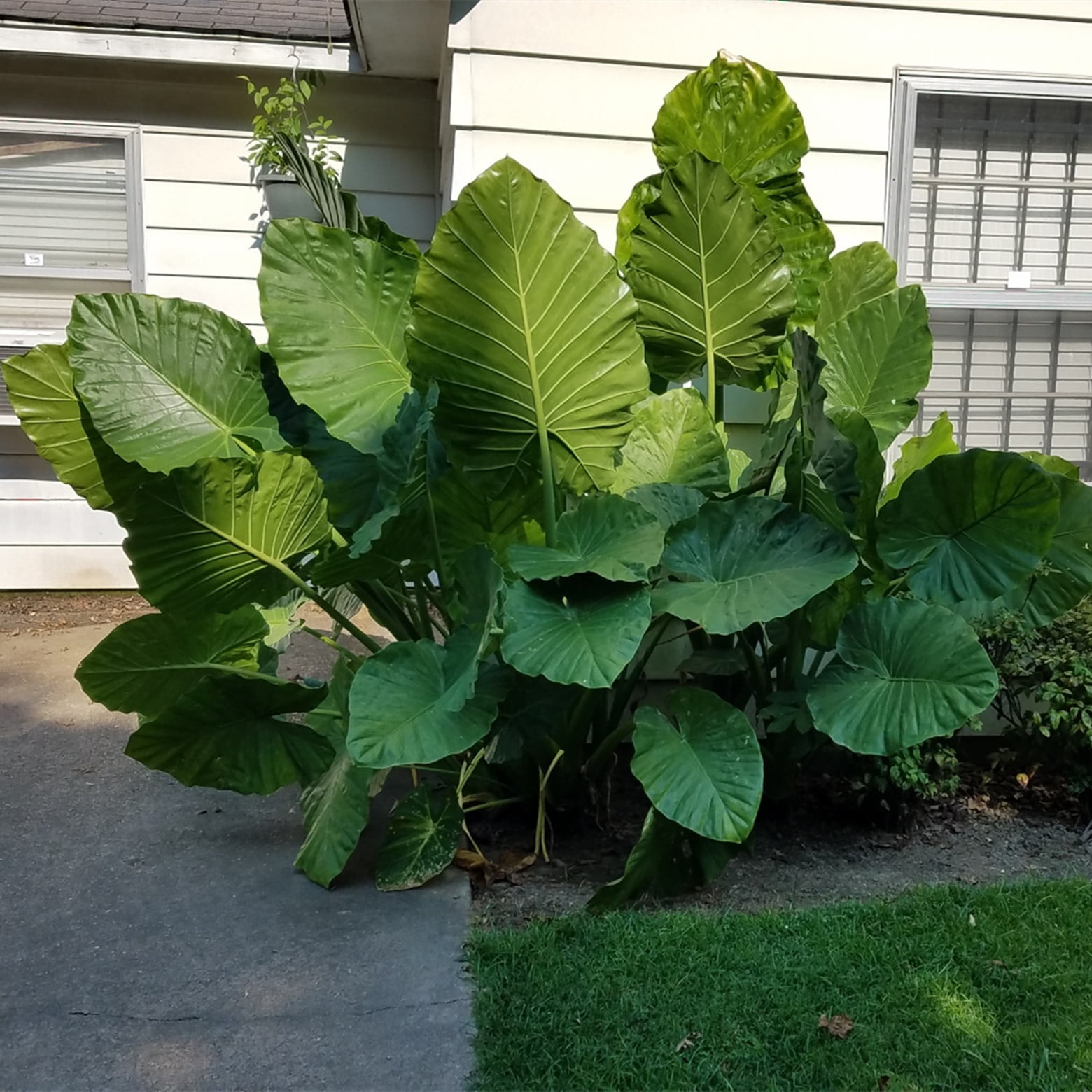 Garden Elephant Ear bulbs for Sale Decoration Germinate Beautify