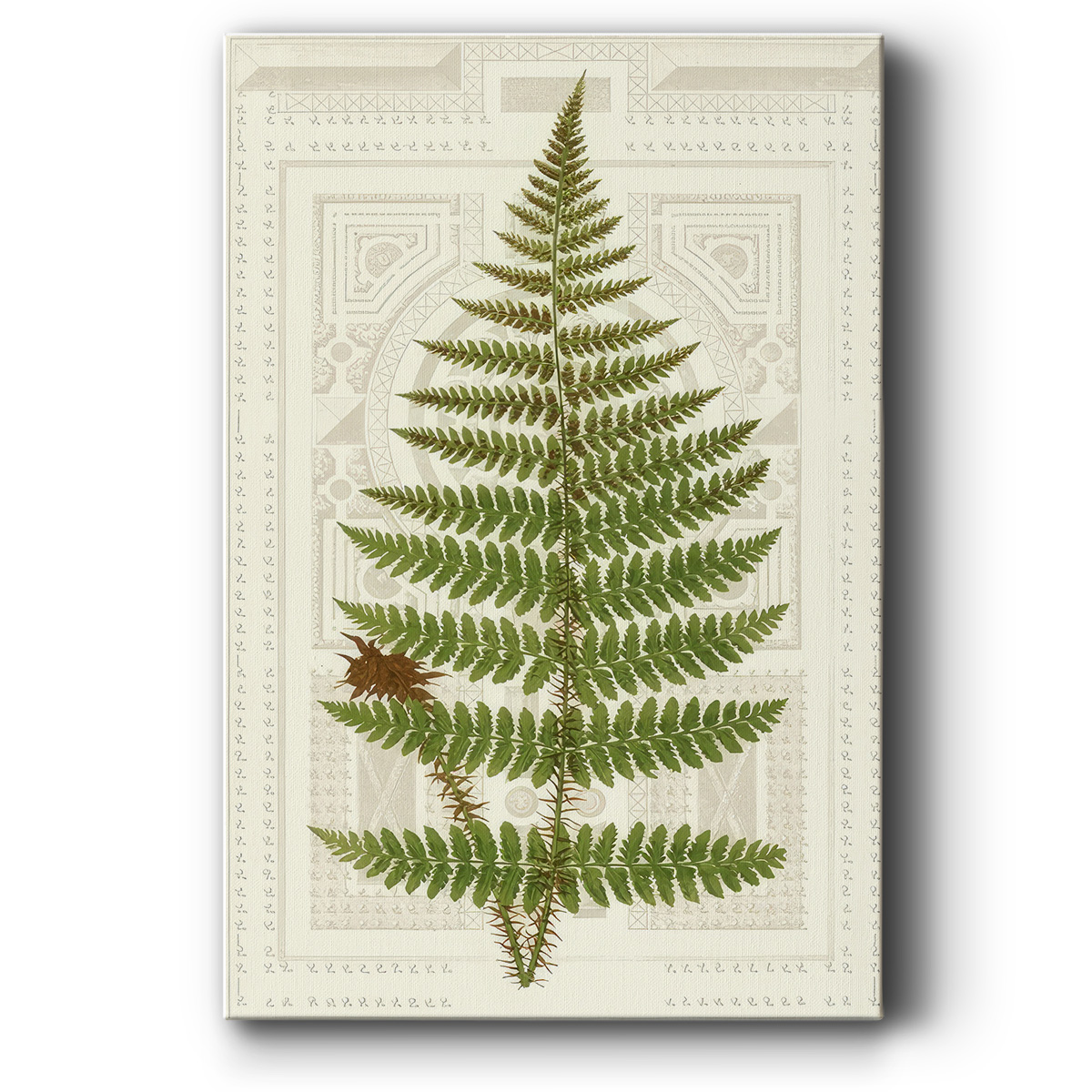 Garden Ferns V- Gallery Wrapped Canvas