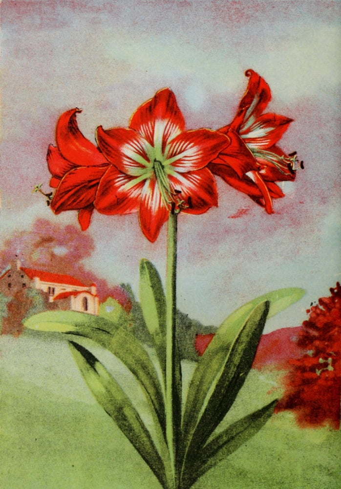 Garden Flowers 1926 Amaryllis Canvas Art - Myron Van Brunt (24 x 36)