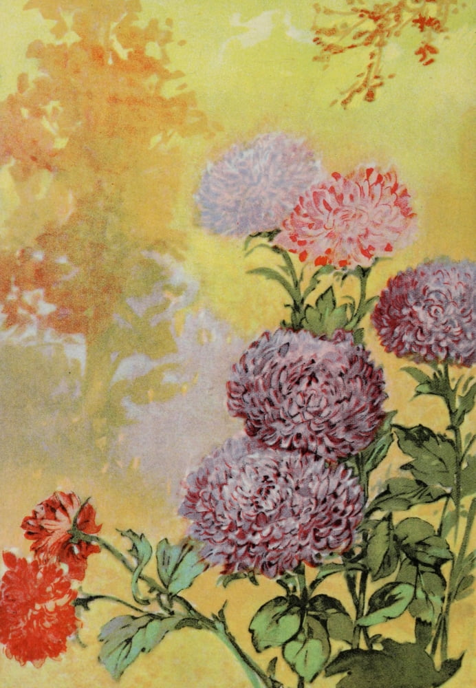 Garden Flowers 1926 Aster Canvas Art - Myron Van Brunt (24 x 36)