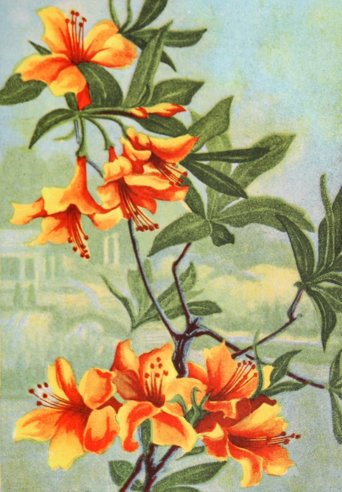Garden Flowers 1926 Azalea Canvas Art - Myron Van Brunt (24 x 36)