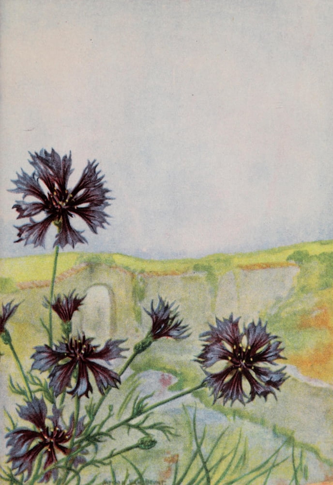 Garden Flowers 1926 Bachelors Button Canvas Art - Myron Van Brunt (18 x 24)