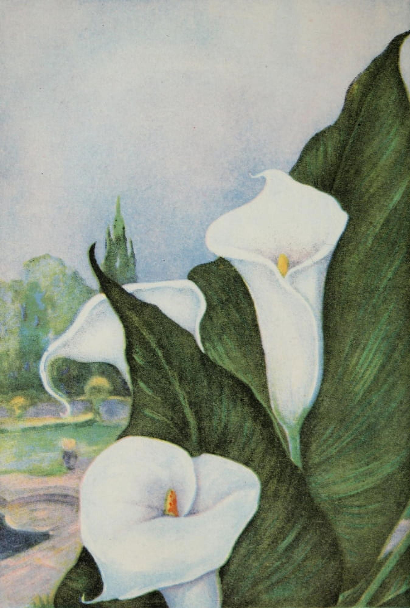 Garden Flowers 1926 Calla Lily Canvas Art - Myron Van Brunt (24 x 36)