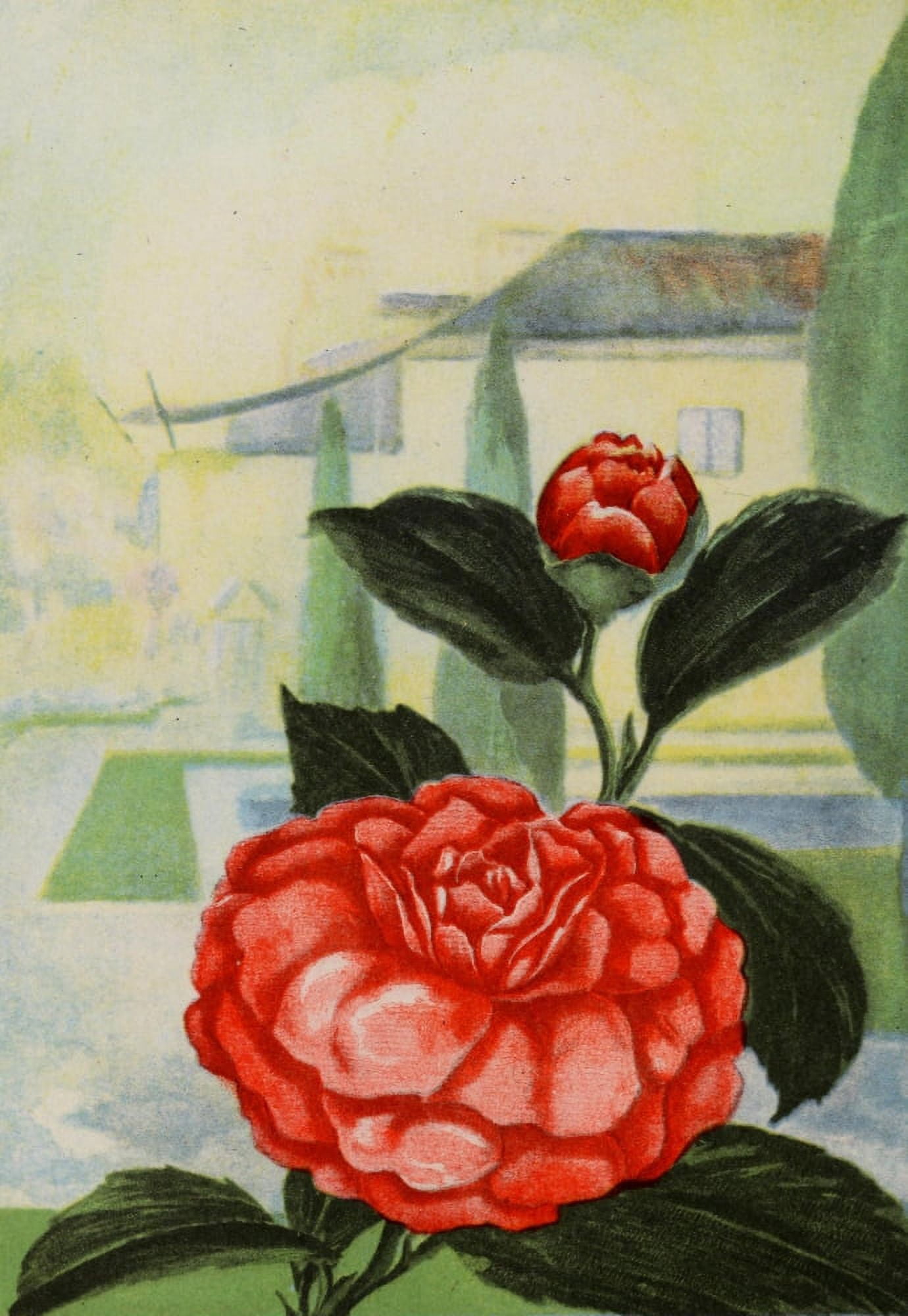 Garden Flowers 1926 Camelia Canvas Art - Myron Van Brunt (24 x 36)