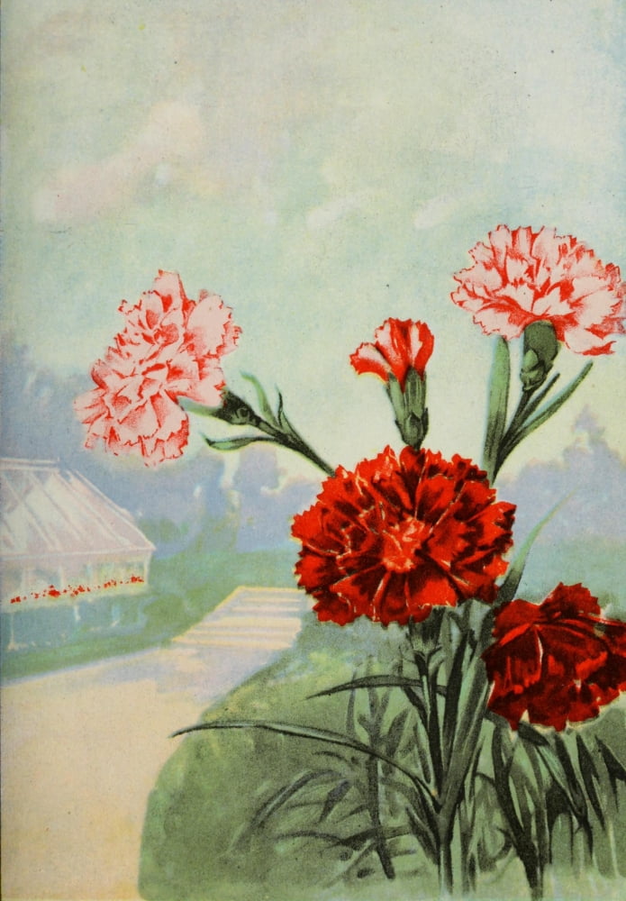 Garden Flowers 1926 Carnation Canvas Art - Myron Van Brunt (24 x 36)