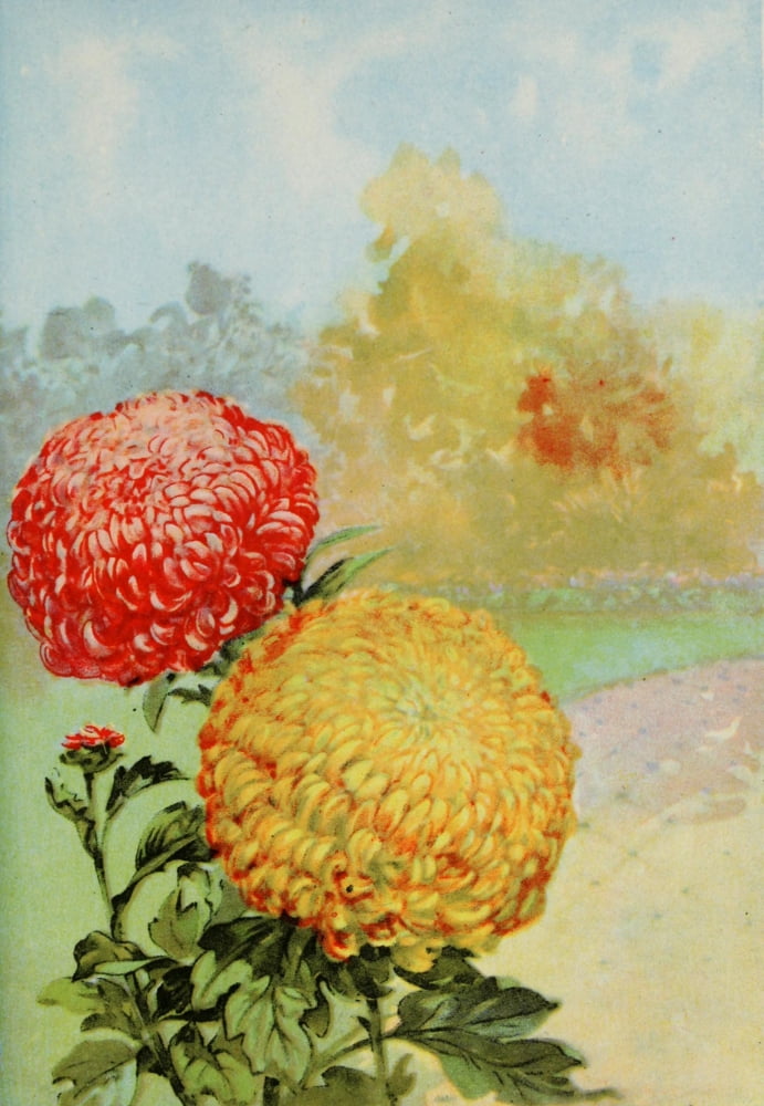Garden Flowers 1926 Chrysanthemum Canvas Art - Myron Van Brunt (18 x 24)