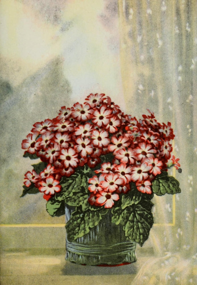 Garden Flowers 1926 Cineraria Canvas Art - Myron Van Brunt (18 x 24)