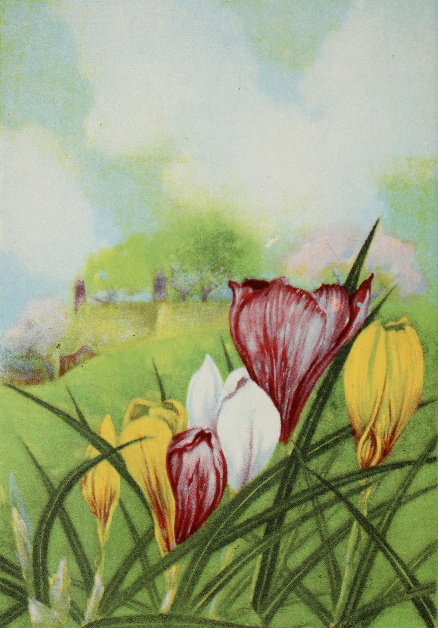 Garden Flowers 1926 Crocus Canvas Art - Myron Van Brunt (18 x 24)