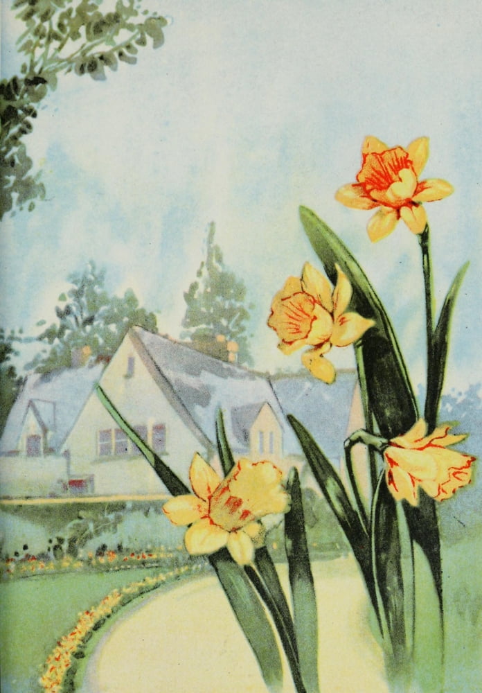 Garden Flowers 1926 Daffodil Canvas Art - Unknown (24 x 36)