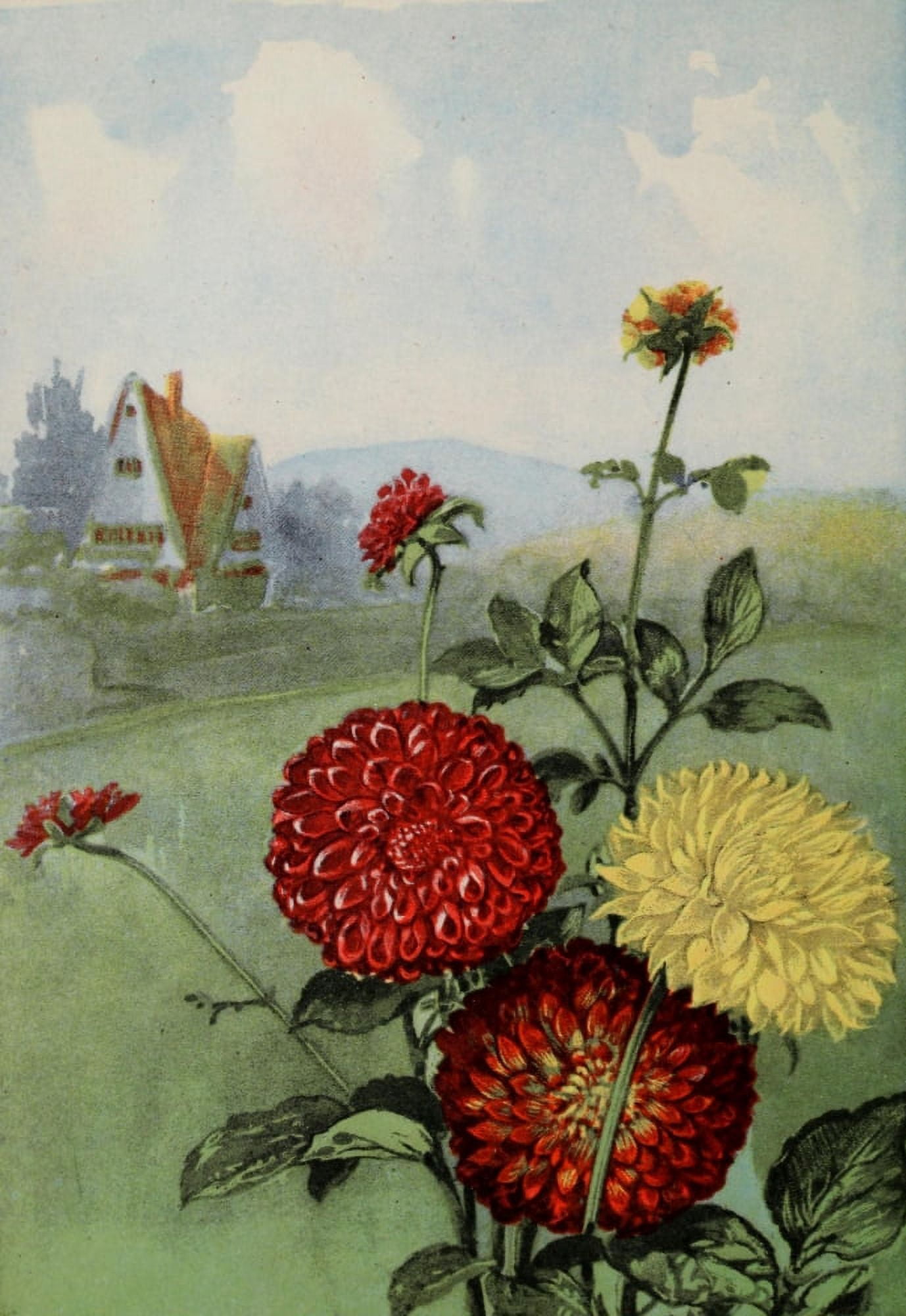 Garden Flowers 1926 Dahlia Canvas Art - Myron Van Brunt (24 x 36)