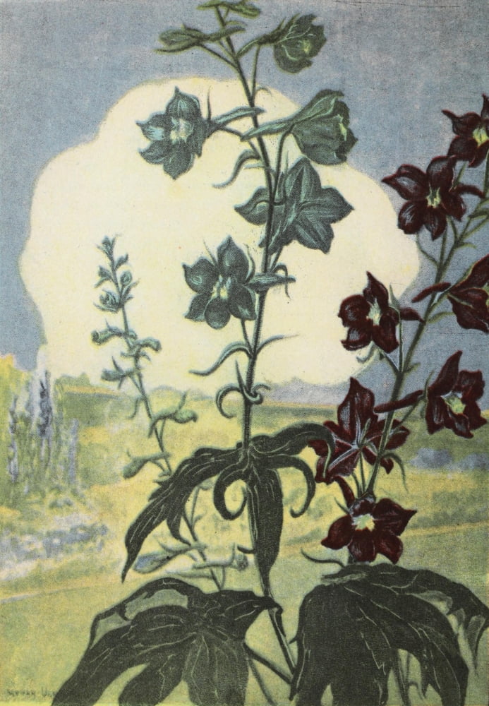 Garden Flowers 1926 Delphinium Canvas Art - Myron Van Brunt (24 x 36)