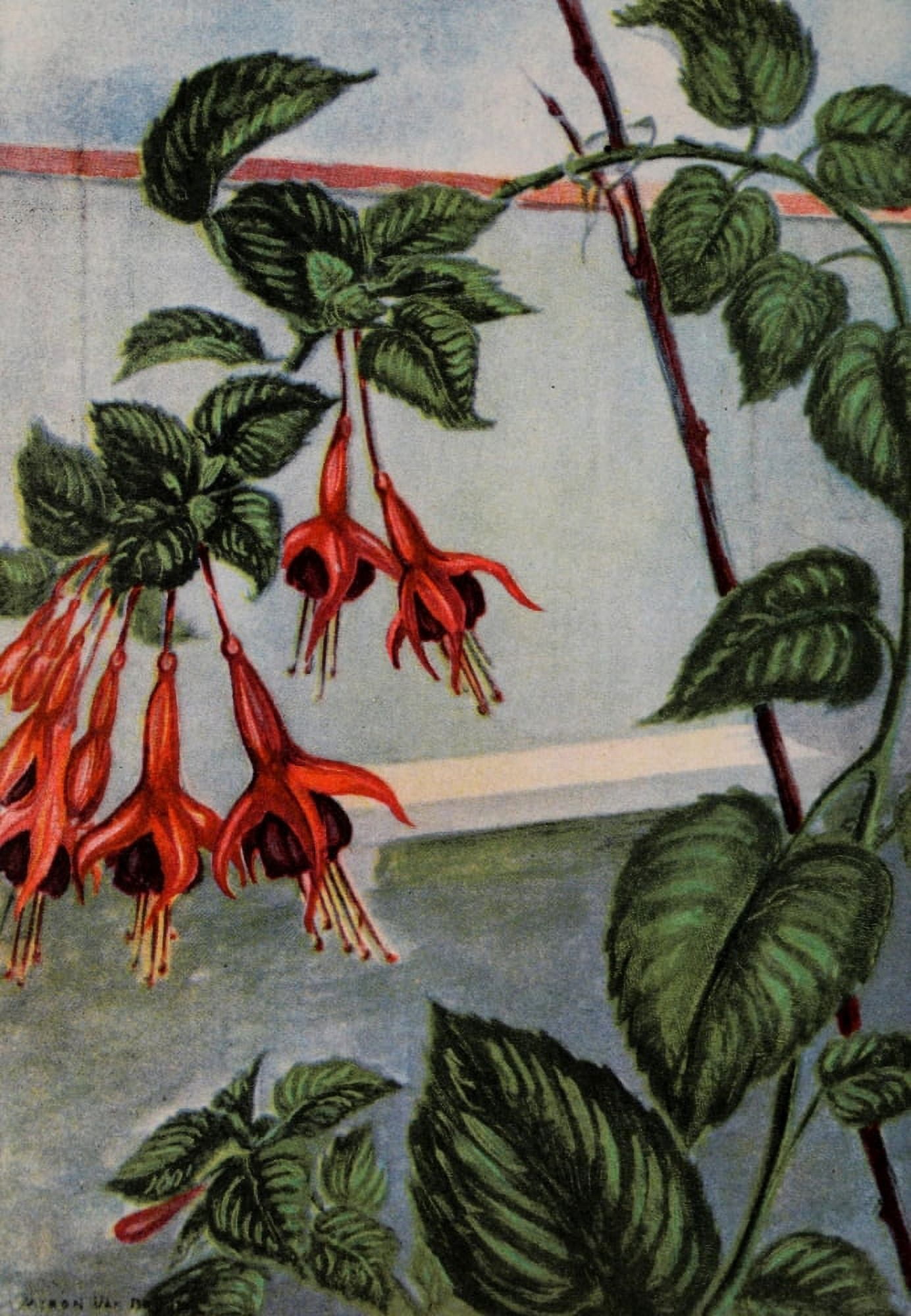 Garden Flowers 1926 Fuchsia Canvas Art - Myron Van Brunt (18 x 24)