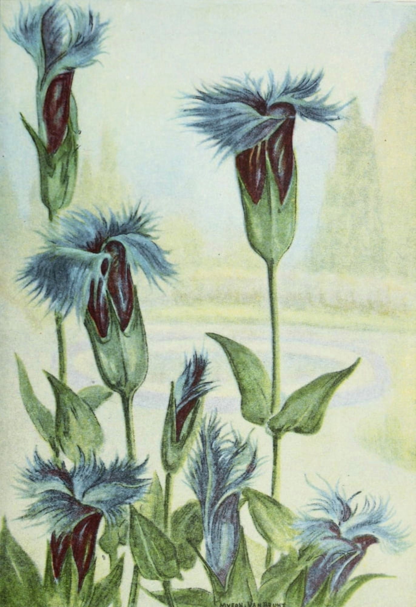 Garden Flowers 1926 Gentian Canvas Art - Myron Van Brunt (18 x 24)
