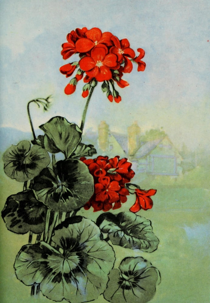 Garden Flowers 1926 Geranium Canvas Art - Myron Van Brunt (18 x 24)