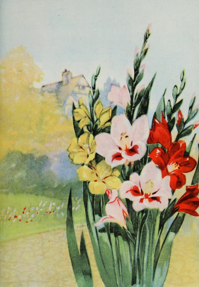 Garden Flowers 1926 Gladiolus Canvas Art - Myron Van Brunt (24 x 36)