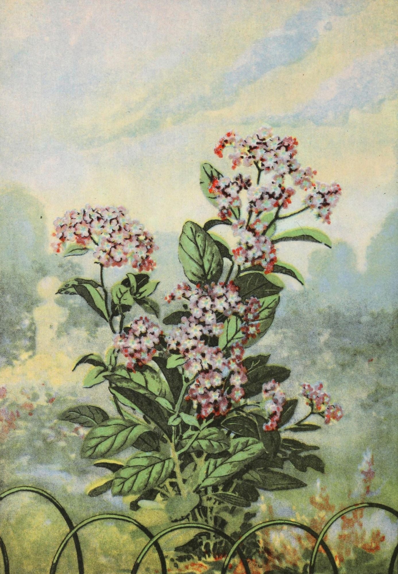 Garden Flowers 1926 Heliotrope Canvas Art - Myron Van Brunt (18 x 24)
