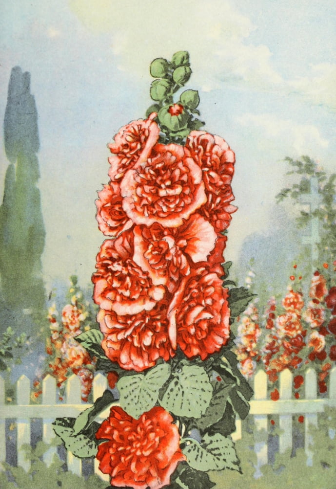 Garden Flowers 1926 Hollyhock Canvas Art - Myron Van Brunt (24 x 36)
