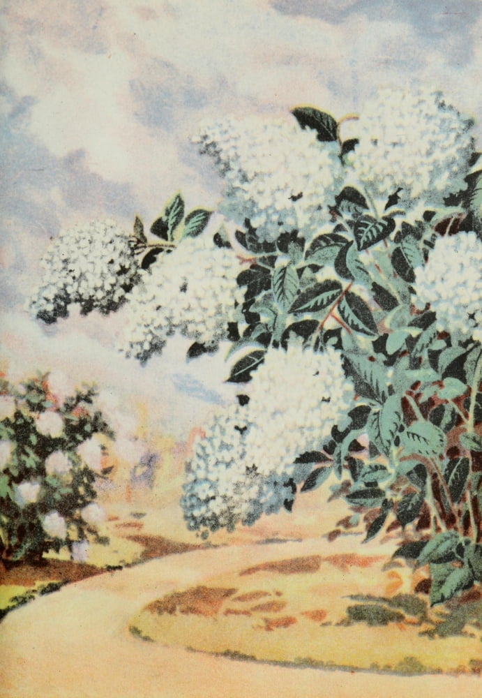 Garden Flowers 1926 Hydrangea Canvas Art - Myron Van Brunt (24 x 36)