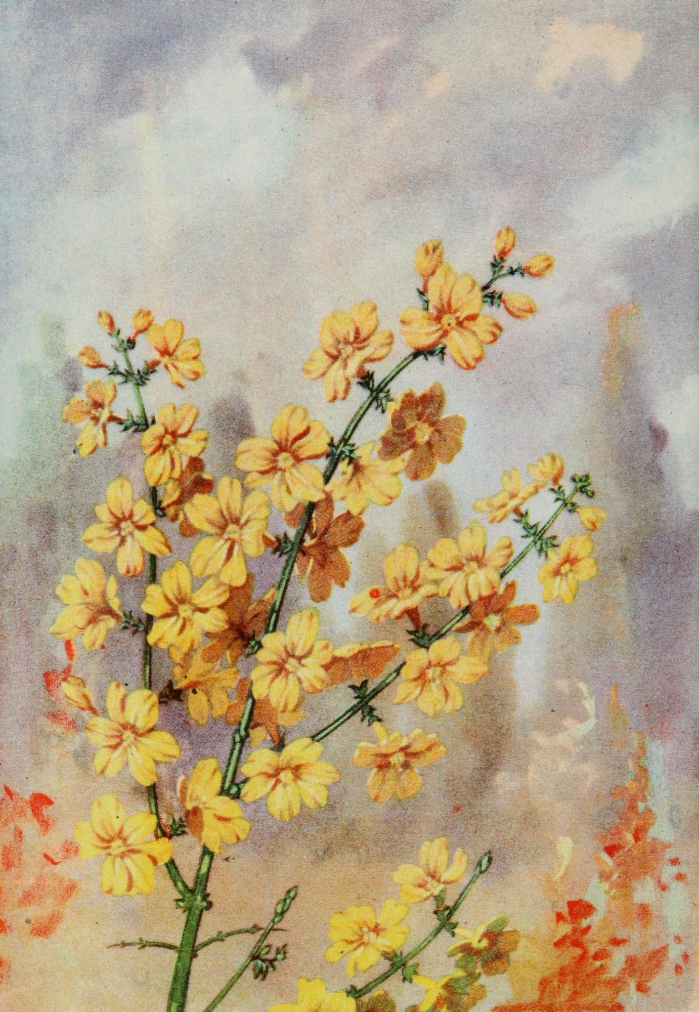 Garden Flowers 1926 Jasmine Canvas Art - Myron Van Brunt (24 x 36)