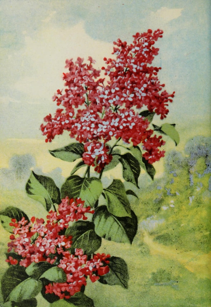 Garden Flowers 1926 Lilac Canvas Art - Myron Van Brunt (24 x 36)