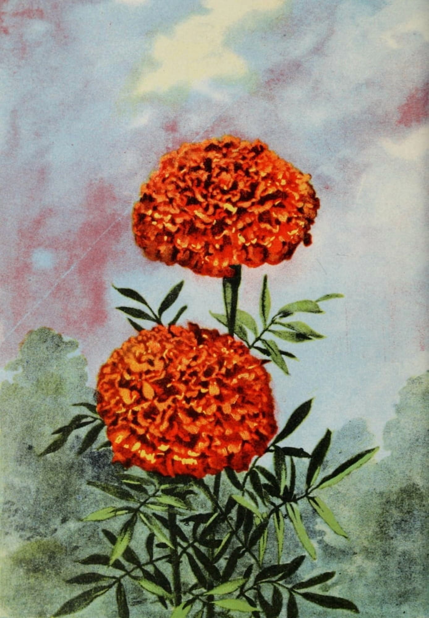 Garden Flowers 1926 Marigold Canvas Art - Myron Van Brunt (18 x 24)