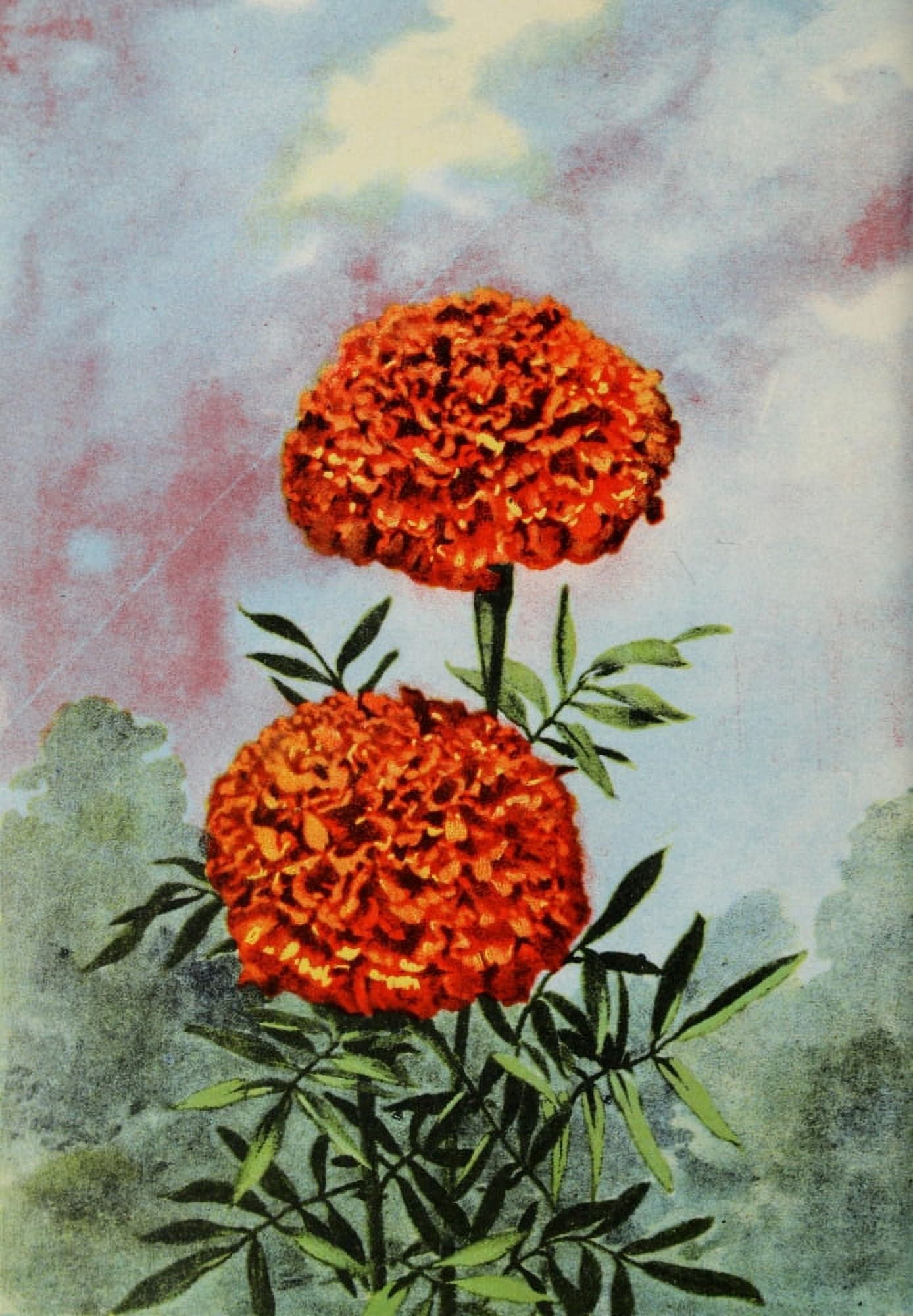 Garden Flowers 1926 Marigold Canvas Art - Myron Van Brunt (24 x 36)