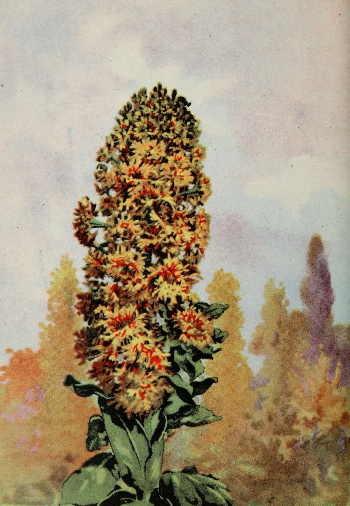 Garden Flowers 1926 Mignonette Canvas Art - Myron Van Brunt (24 x 36)