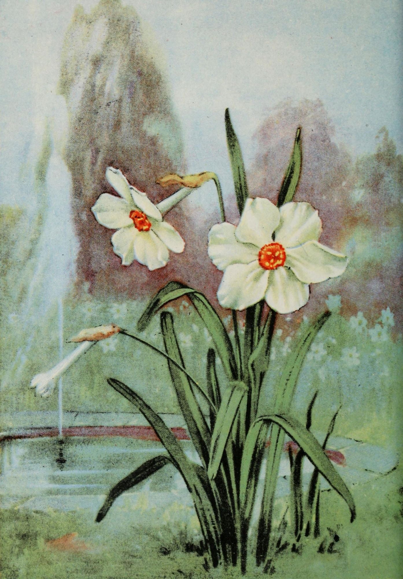 Garden Flowers 1926 Narcissus Canvas Art - Myron Van Brunt (18 x 24)