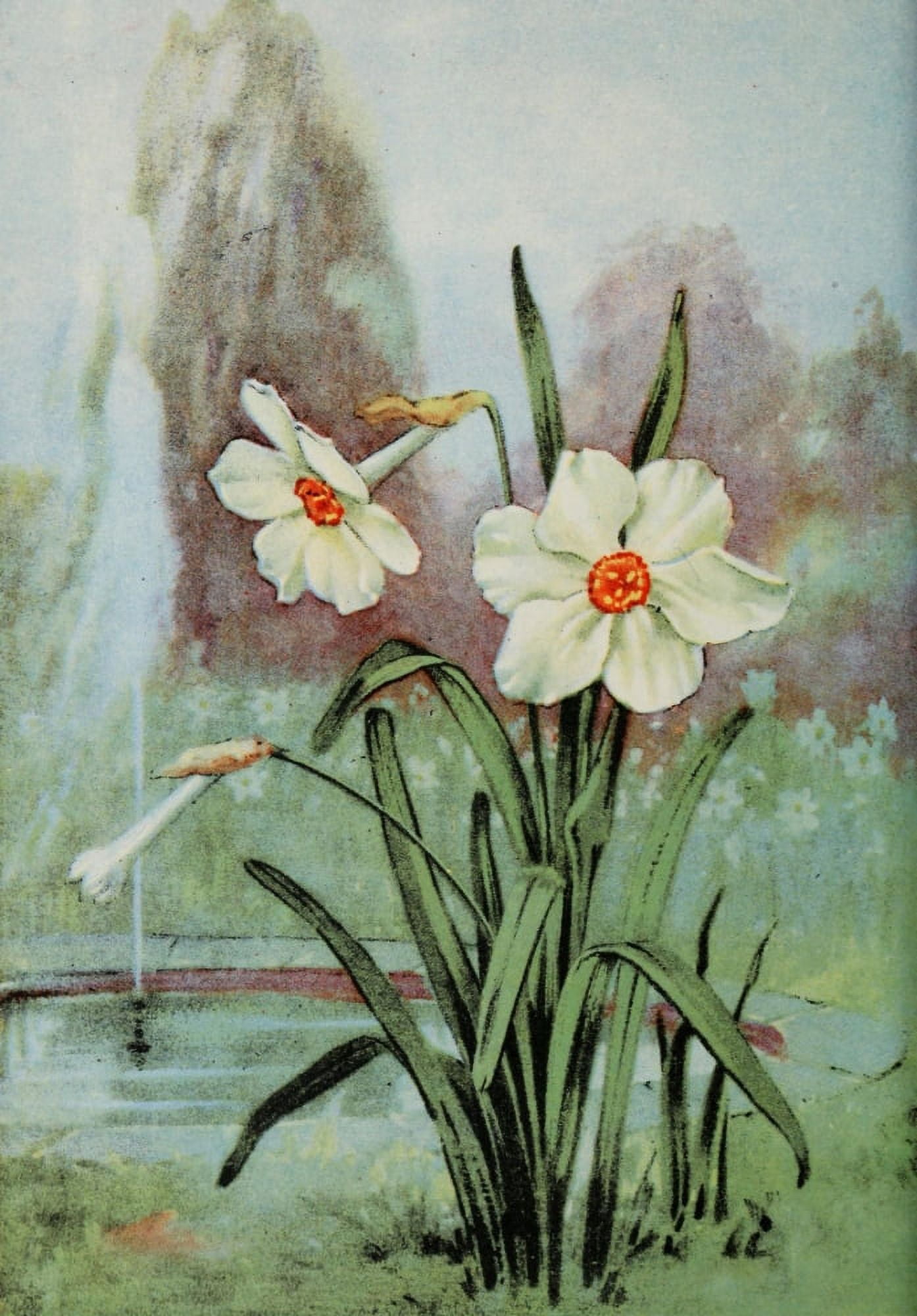 Garden Flowers 1926 Narcissus Canvas Art - Myron Van Brunt (24 x 36)