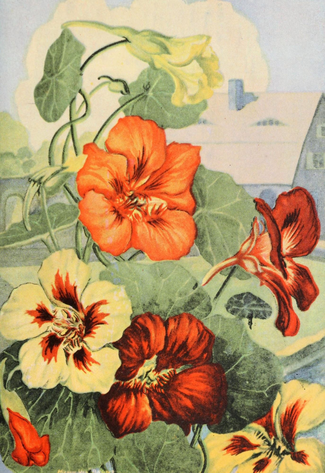 Garden Flowers 1926 Nasturtium Canvas Art - Myron Van Brunt (24 x 36)